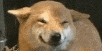 a close up of a shiba inu dog with its eyes closed .