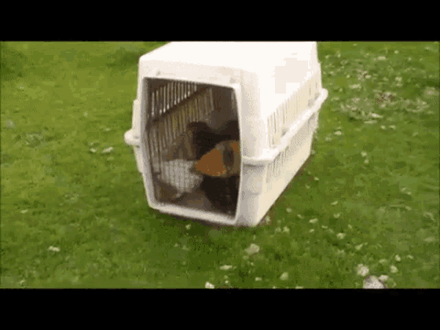 a dog is sitting in a white plastic crate