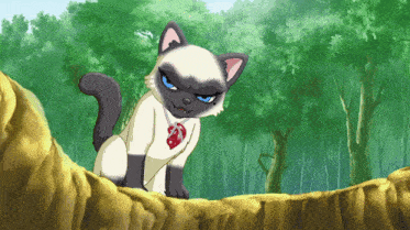 a black and white cat with blue eyes is sitting on a tree branch