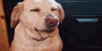 Sad Dog GIF - Sad Dog Rejected GIFs