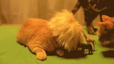 Lion Cat GIF - Lion Cat GIFs