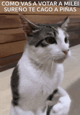 a gray and white cat with the words como vas a votar a milei sureno te cago a pinas above it