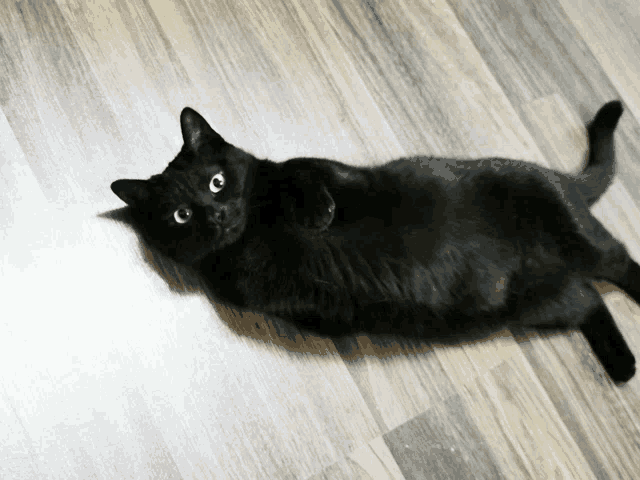 a black cat laying on its back on the floor