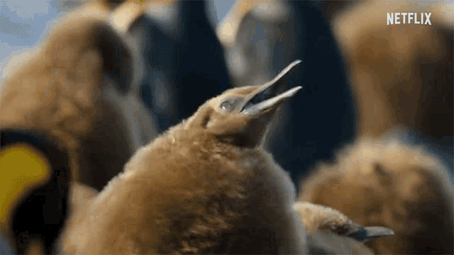 Baby Penguin Chirping GIF - Baby Penguin Chirping Searching GIFs