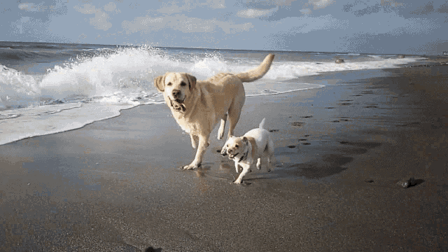 Dogs Beach GIF - Dogs Beach Pet Sitter GIFs