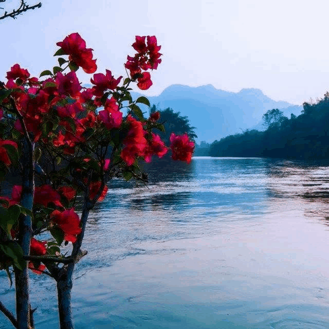 a river with mountains in the background and a tree with red flowers in the foreground