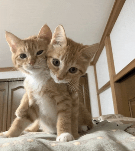 two kittens are standing next to each other and looking at the camera