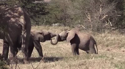 Elephant Friends GIF - Elephant Fight Friends GIFs