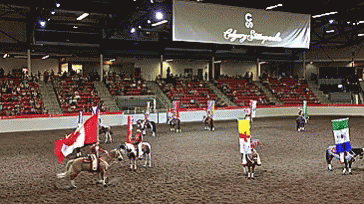 Calgary Stampede GIF - Calgary Stampede Last But Not T He Least GIFs