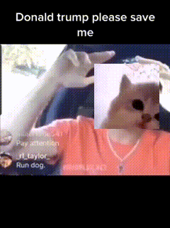 a donald trump meme with a cat on the screen