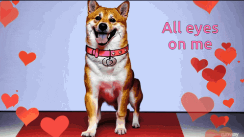 a dog wearing a red collar with the words all eyes on me above it