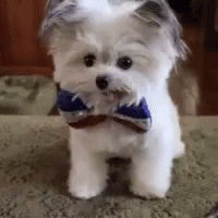 Puppy Cute GIF - Puppy Cute Hifive GIFs