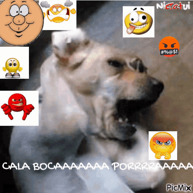 a picture of a dog with various cartoon faces around it and the caption cala bocaaaa porrraaaa