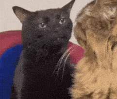 a black cat is sitting next to a brown cat on a red and blue cushion .