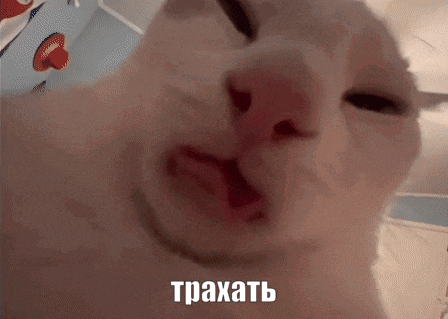 a close up of a cat 's face with a foreign language on the bottom