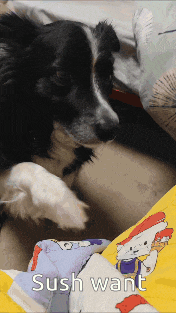a black and white dog laying on a bed with the words sush want on the bottom right