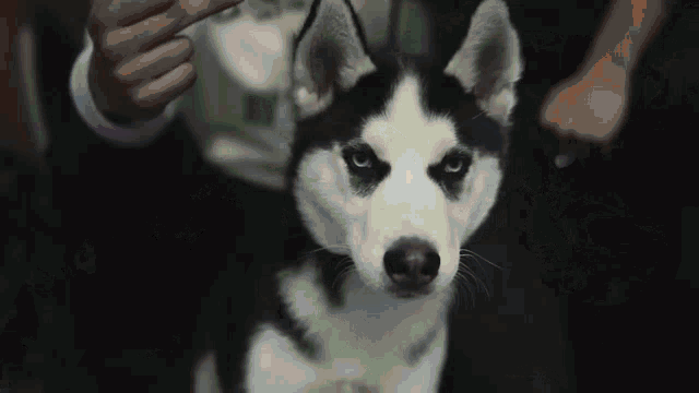 a husky puppy looks at the camera while a man holds its ear