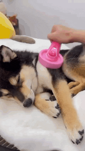 a person is brushing a dog 's fur with a pink toy .