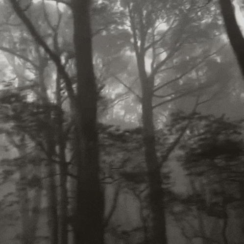 a black and white photo of a foggy forest .