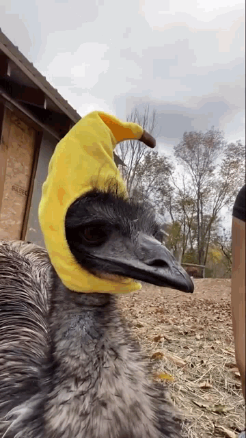 Emeu Banana GIF