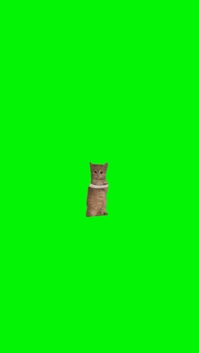 a cat with a bandage around its neck is sitting on its hind legs on a green screen .