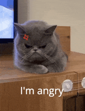 Angry Cat Mad Cat GIF - Angry Cat Mad Cat Angry Kitten GIFs