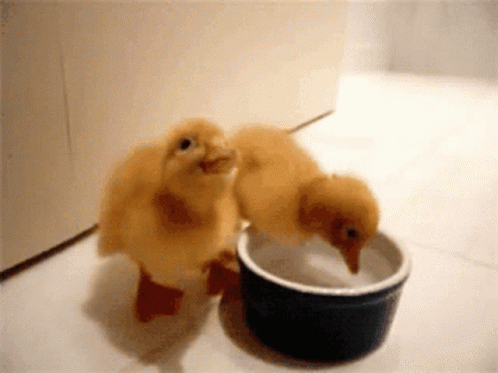 Ducklings Ducks GIF