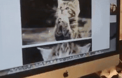The Internet Cats GIF - The Internet Cats Grab GIFs