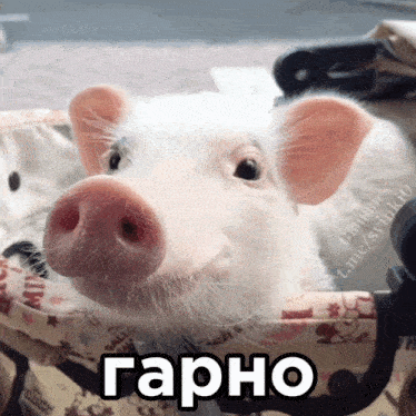 a pig is laying in a suitcase with a sticker that says garho