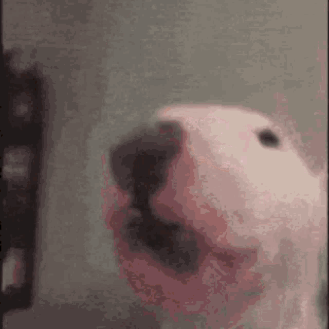 Talkpout Dog GIF - Talkpout Dog Funny GIFs