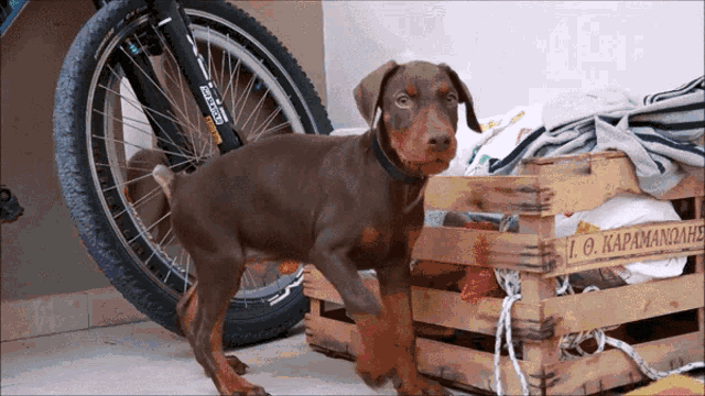 Puppy Doberman GIF - Puppy Doberman Running GIFs