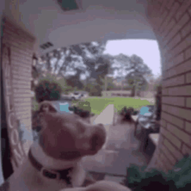 a dog is looking out of a doorway at a doorbell .