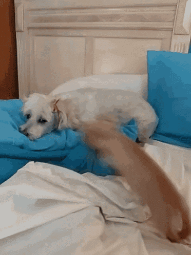 a dog laying on a bed with blue sheets