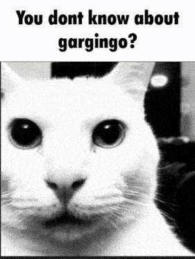 a black and white photo of a cat with the words " you dont know about gargingo "