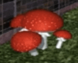 a bunch of red mushrooms are growing on the ground .