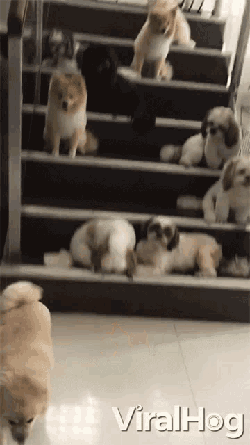 Excited Eat GIF - Excited Eat Pups GIFs