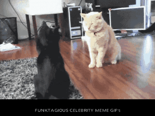 Cat Fight Smokey Knocked Out GIF - Cat Fight Smokey Knocked Out Meow Knockout GIFs