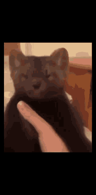 a person is petting a black cat with their fingers