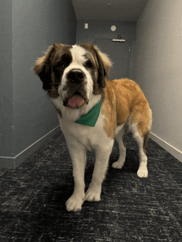 a brown and white dog wearing a green bandana standing in a hallway