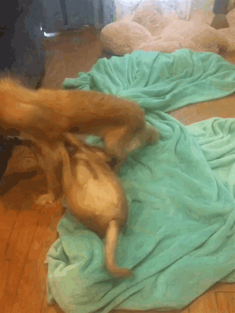 two dogs are playing on a green blanket on a wooden floor
