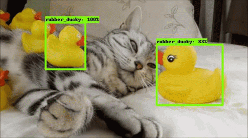 Cat Ducky GIF - Cat Ducky Imagedetection GIFs