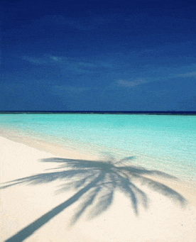 a palm tree 's shadow is cast on the sandy beach