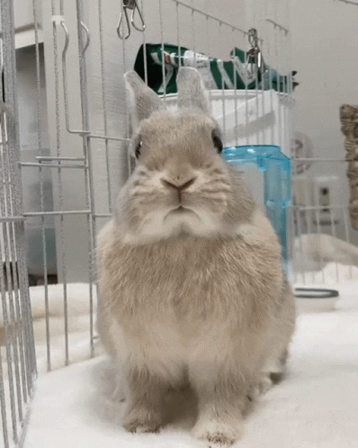 Arpeggione Bunny GIF - Arpeggione Arp Bunny GIFs