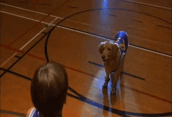 a boy and a dog are playing with a basketball