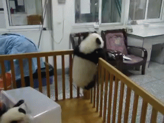 Sneaky Panda GIF - Cute Panda Adorable GIFs