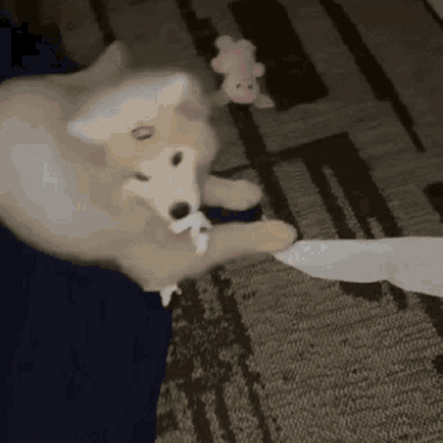 a dog is chewing on a piece of toilet paper .