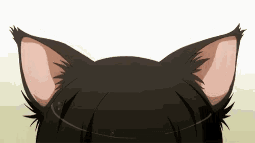 a close up of a cat 's ears with a white background