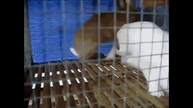 a brown and white rabbit in a cage with a blue curtain in the background