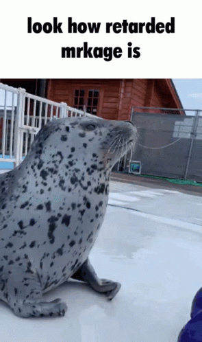 Seal Cute GIF - Seal Cute Look How Retarded Mrkage Is GIFs