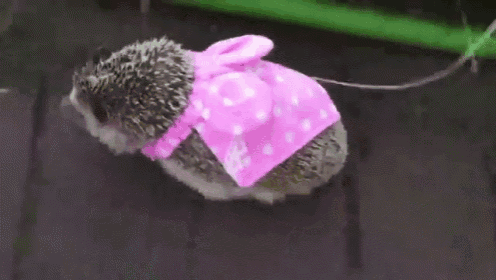 a hedgehog is wearing a pink polka dot dress with a bow